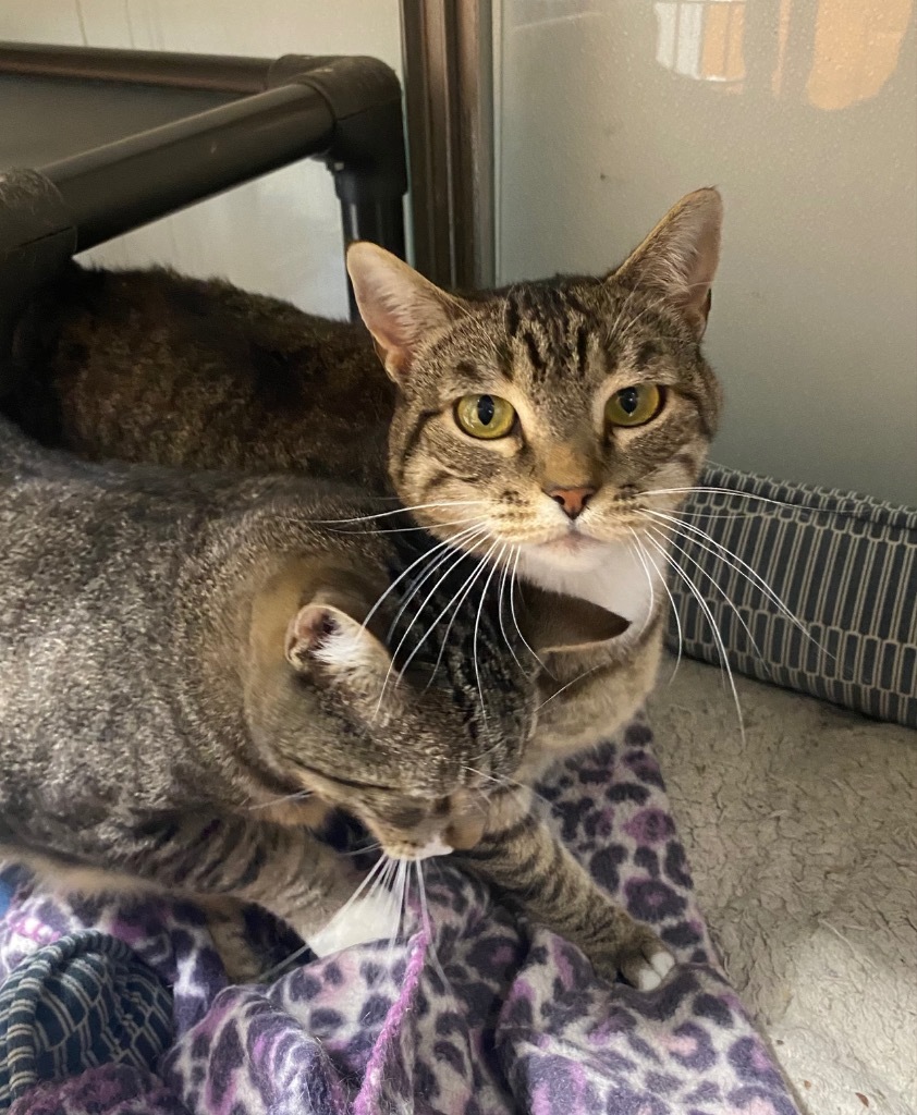 Lickerish and Cat Benatar, an adoptable Domestic Short Hair in Fort Lupton, CO, 80621 | Photo Image 3