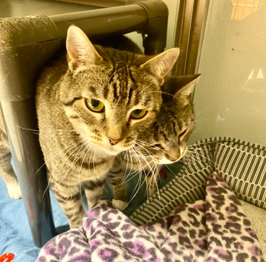 Lickerish and Cat Benatar, an adoptable Domestic Short Hair in Fort Lupton, CO, 80621 | Photo Image 4