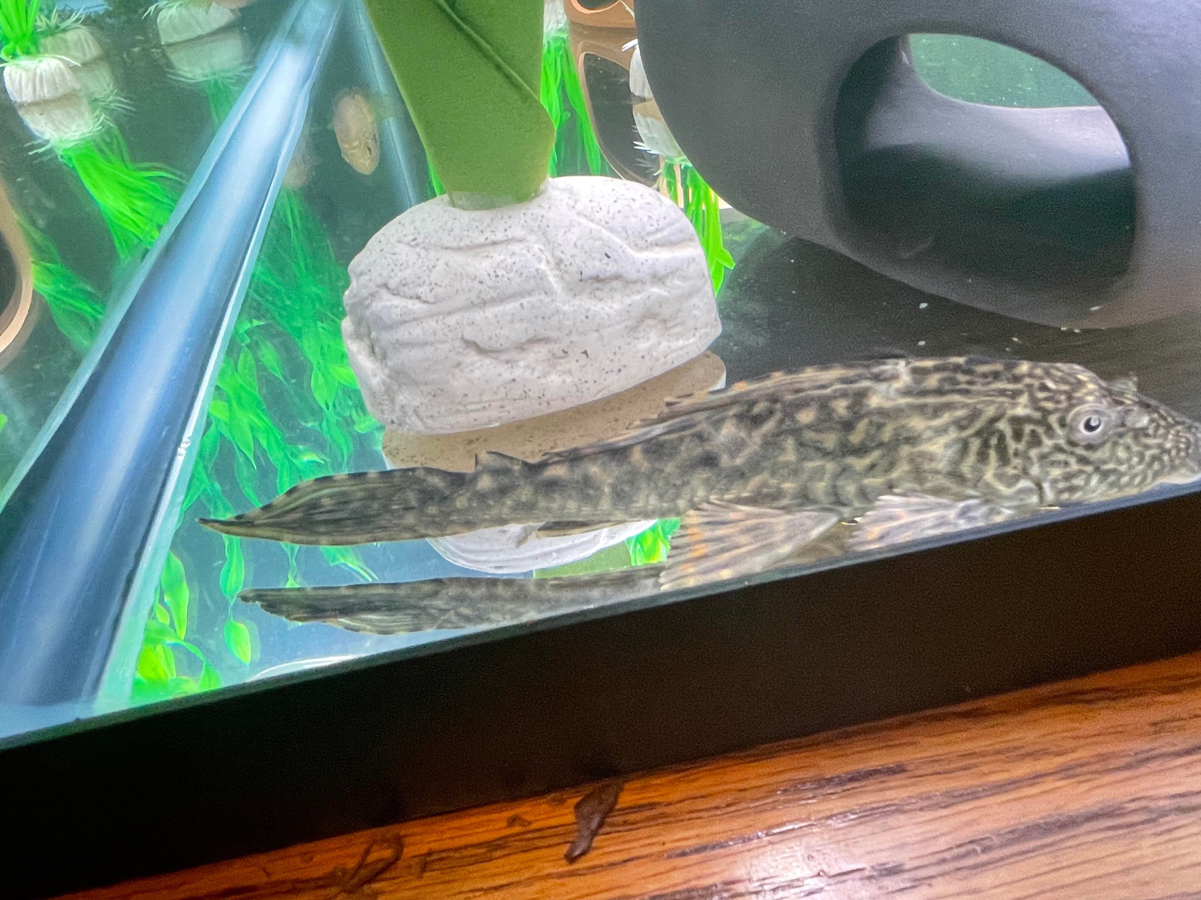 Fish for adoption - Common pleco, a Freshwater Fish in Durham, NC ...