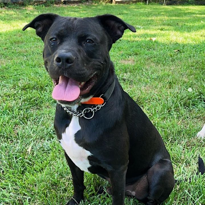 Ace , an adoptable Pit Bull Terrier & Labrador Retriever Mix in Springfield, MO_image-3
