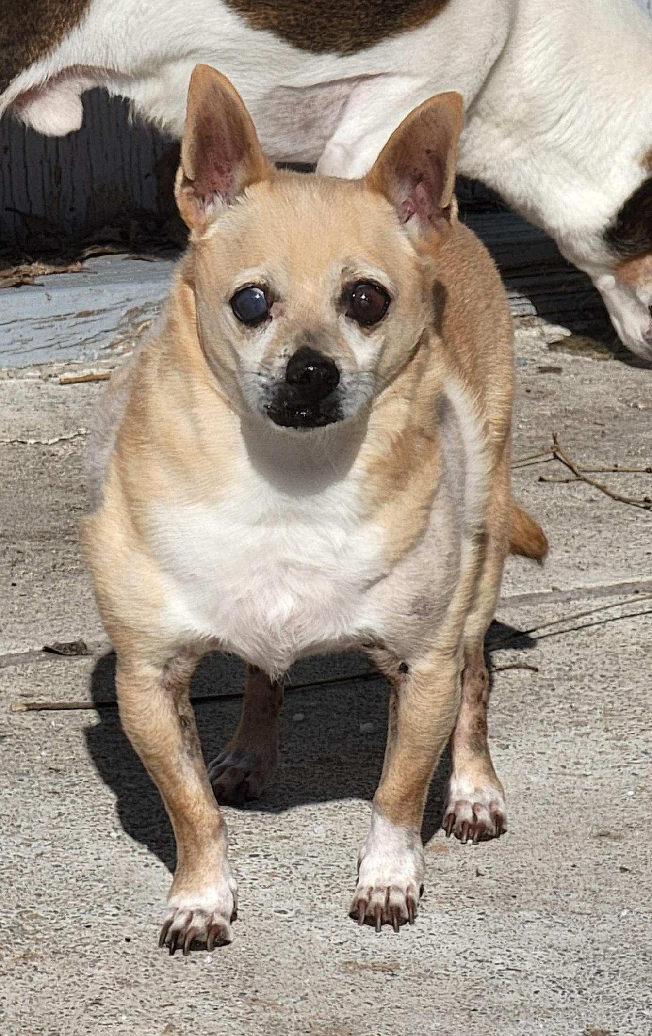 Lima Bean, an adoptable Chihuahua in Salt Lake City, UT, 84165 | Photo Image 2
