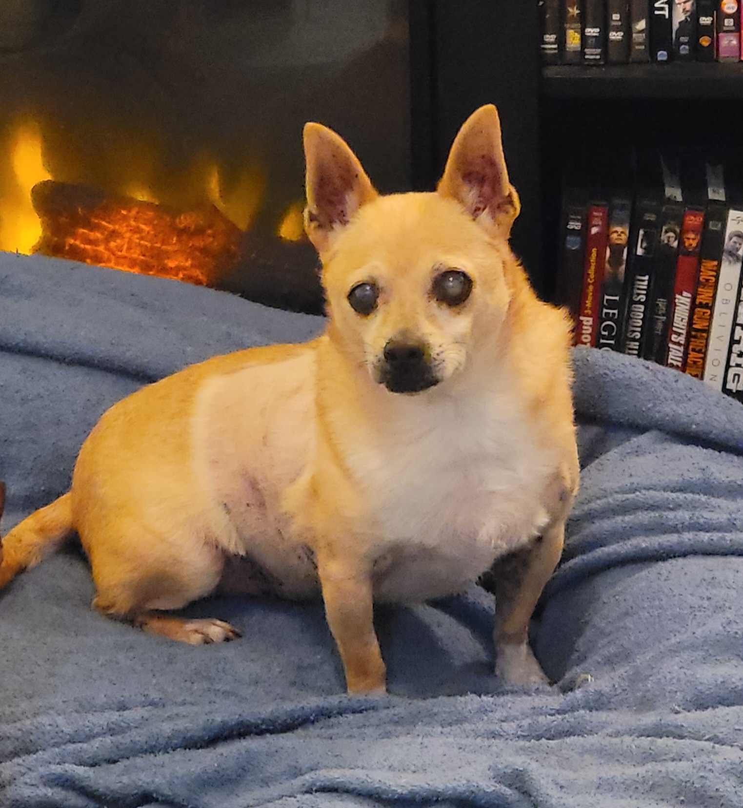 Lima Bean, an adoptable Chihuahua in Salt Lake City, UT, 84165 | Photo Image 3