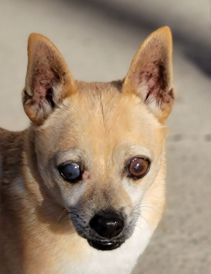 Chihuahuas Visit Salt Lake