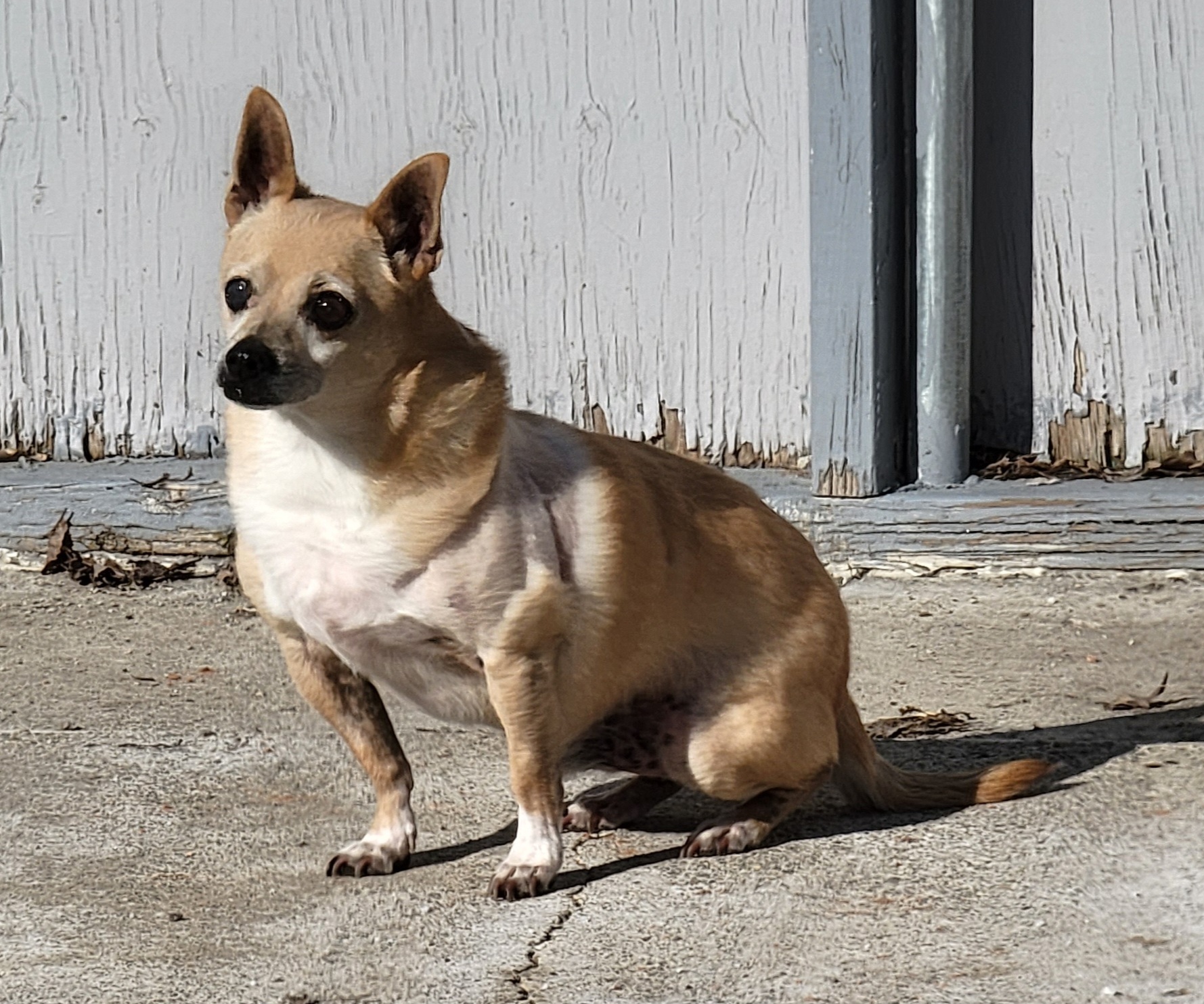 Lima Bean, an adoptable Chihuahua in Salt Lake City, UT, 84165 | Photo Image 5