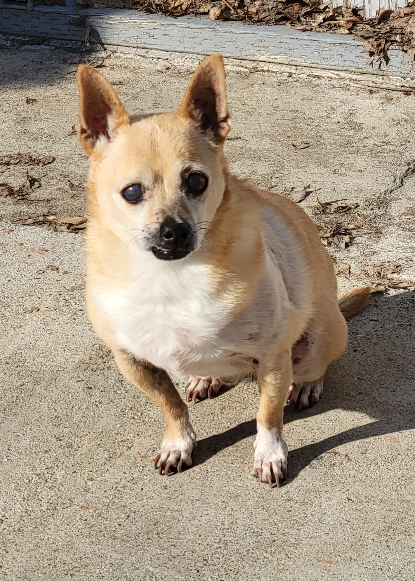 Lima Bean, an adoptable Chihuahua in Salt Lake City, UT, 84165 | Photo Image 1