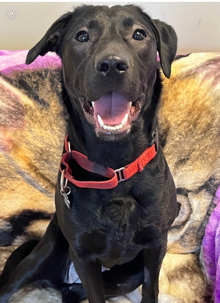 Jessie, an adopted Black Labrador Retriever in Portland, OR_image-2