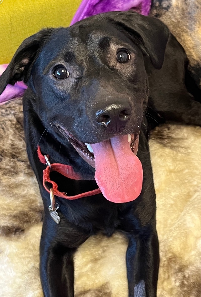 Jessie, an adopted Black Labrador Retriever in Portland, OR_image-1