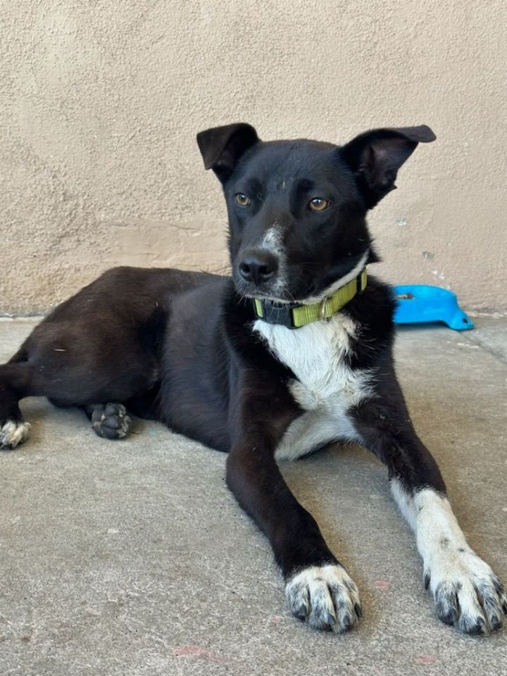 red heeler lab pitbull mix