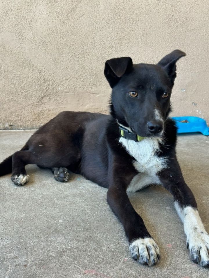 Labrador cattle 2024 dog mix