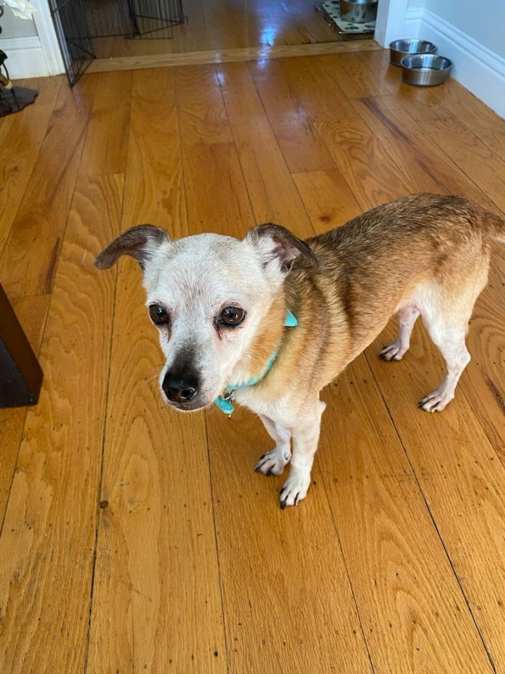 Pops, an adoptable Chihuahua & Terrier Mix in San Francisco, CA_image-3