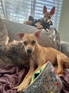 Roo and Peeps, an adoptable Chihuahua Mix in San Francisco, CA_image-2