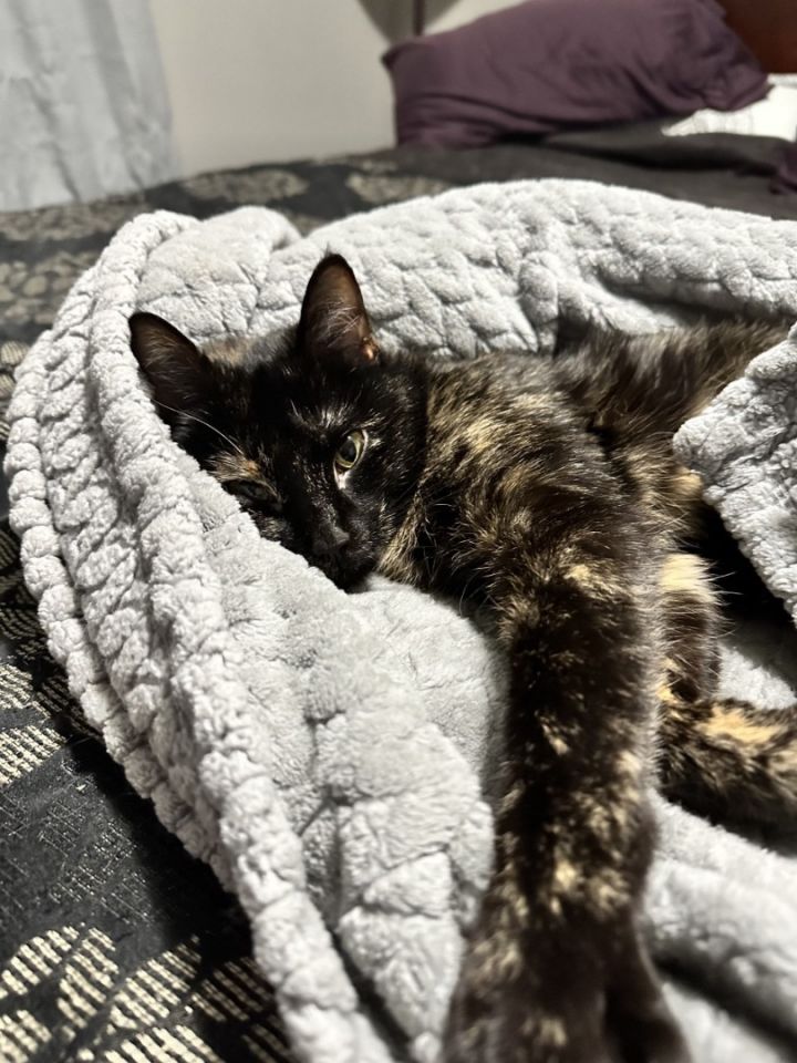 Emmy, an adopted Tortoiseshell & Domestic Short Hair Mix in Omaha, NE_image-5