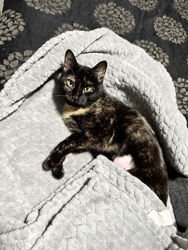 Emmy, an adopted Tortoiseshell & Domestic Short Hair Mix in Omaha, NE_image-6