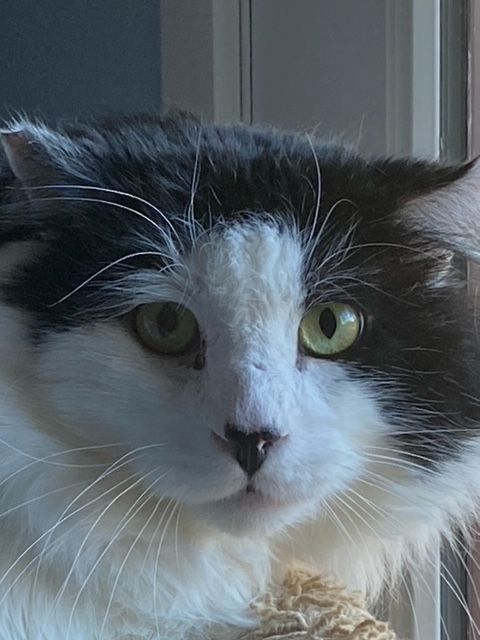 Oxford-He is DONE with outside living! 1