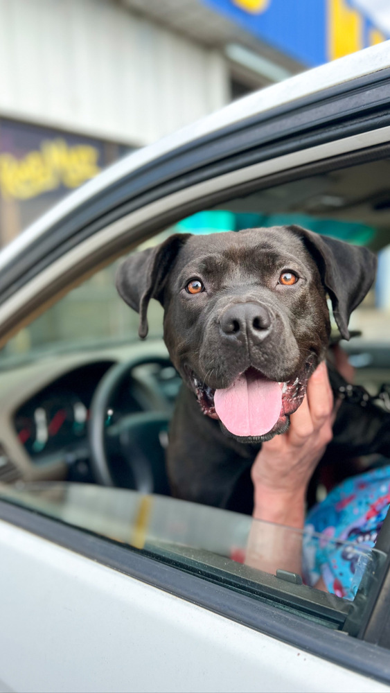 Noel (In Foster Home - Call/Text 334-508-2367 to make appt to meet)