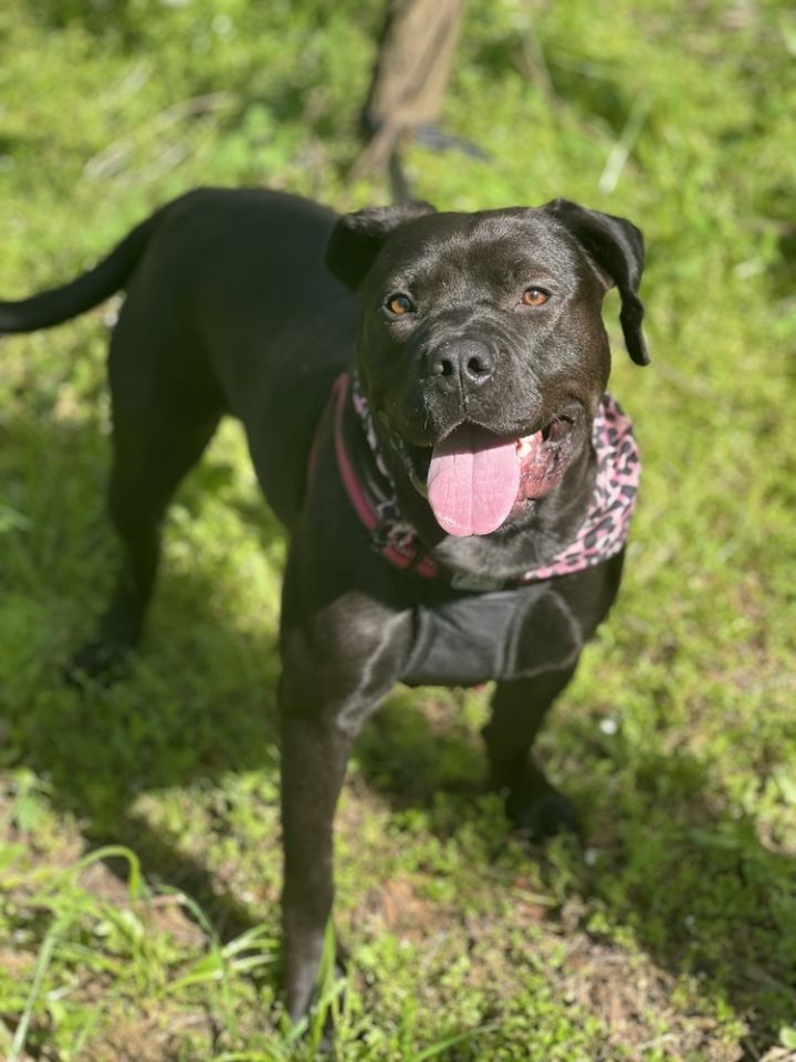 Noel (In Foster Home - Call/Text 334-508-2367 to make appt to meet), an adoptable American Staffordshire Terrier & Labrador Retriever Mix in Troy, AL_image-2