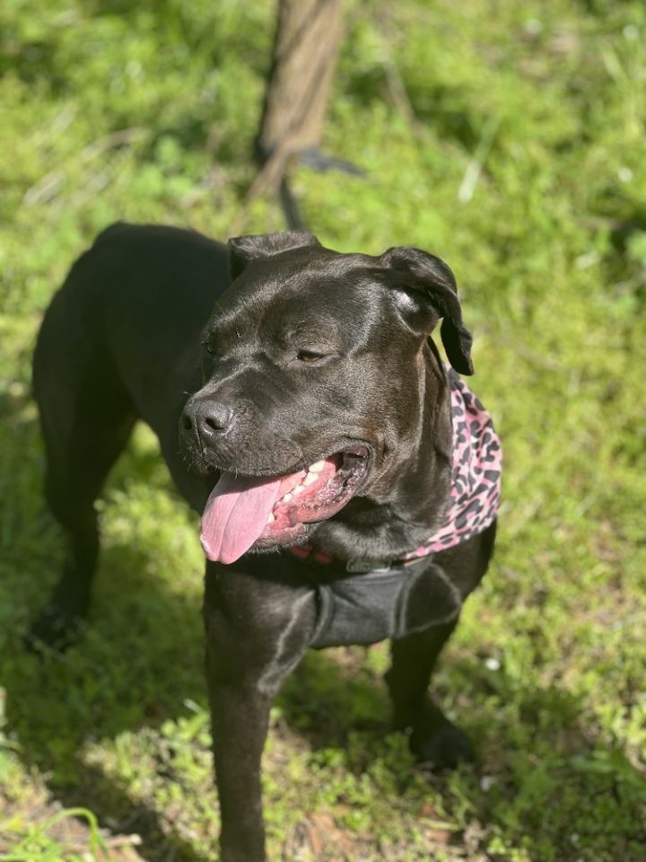 Noel (In Foster Home - Call/Text 334-508-2367 to make appt to meet), an adoptable American Staffordshire Terrier & Labrador Retriever Mix in Troy, AL_image-4