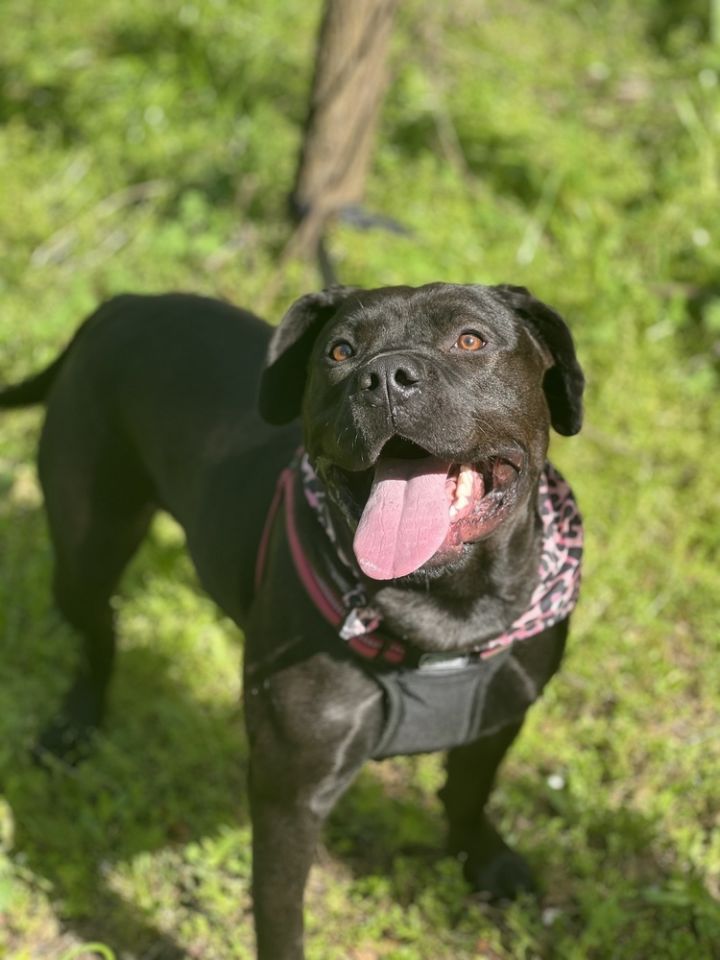 Noel (In Foster Home - Call/Text 334-508-2367 to make appt to meet), an adoptable American Staffordshire Terrier & Labrador Retriever Mix in Troy, AL_image-5