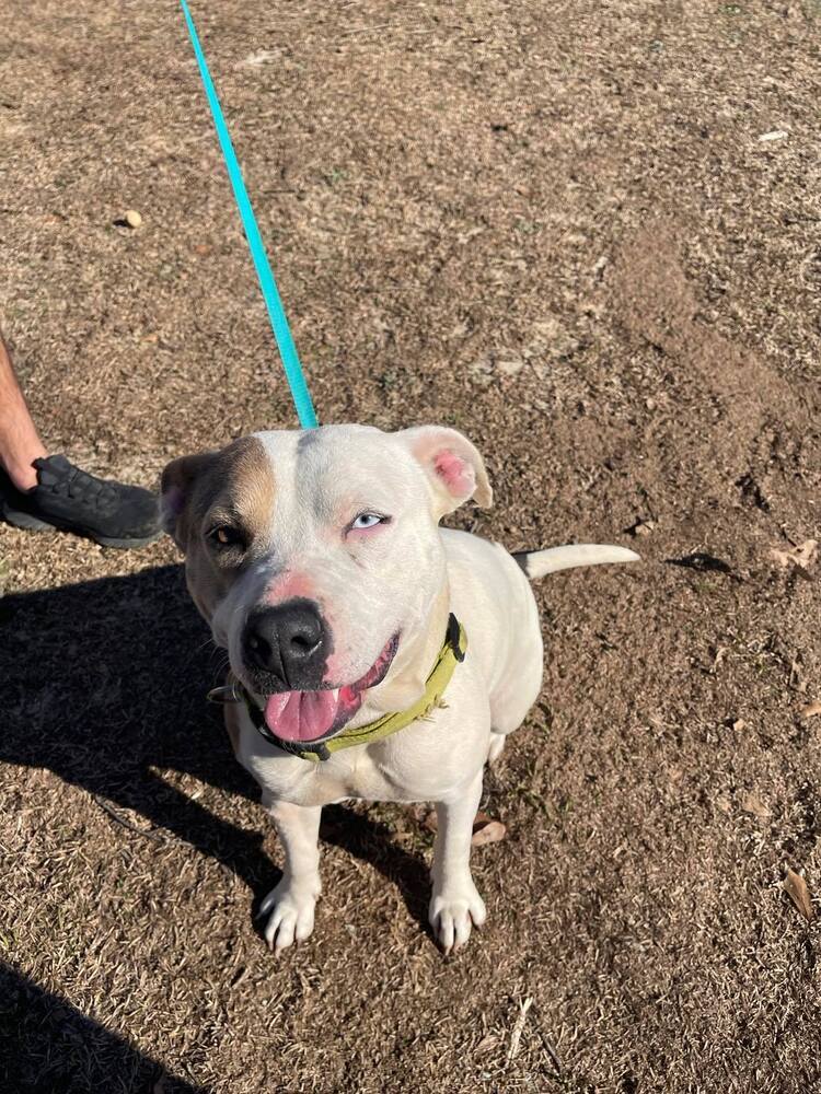 Joan, an adoptable Pit Bull Terrier in Troy, AL, 36081 | Photo Image 1