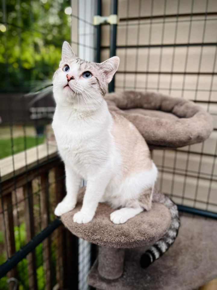 Griss, an adopted Siamese in Columbus, OH_image-1
