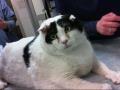 PATCHES, an adoptable Domestic Short Hair Mix in Albuquerque, NM_image-1