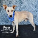 BYLUR's profile on Petfinder.com