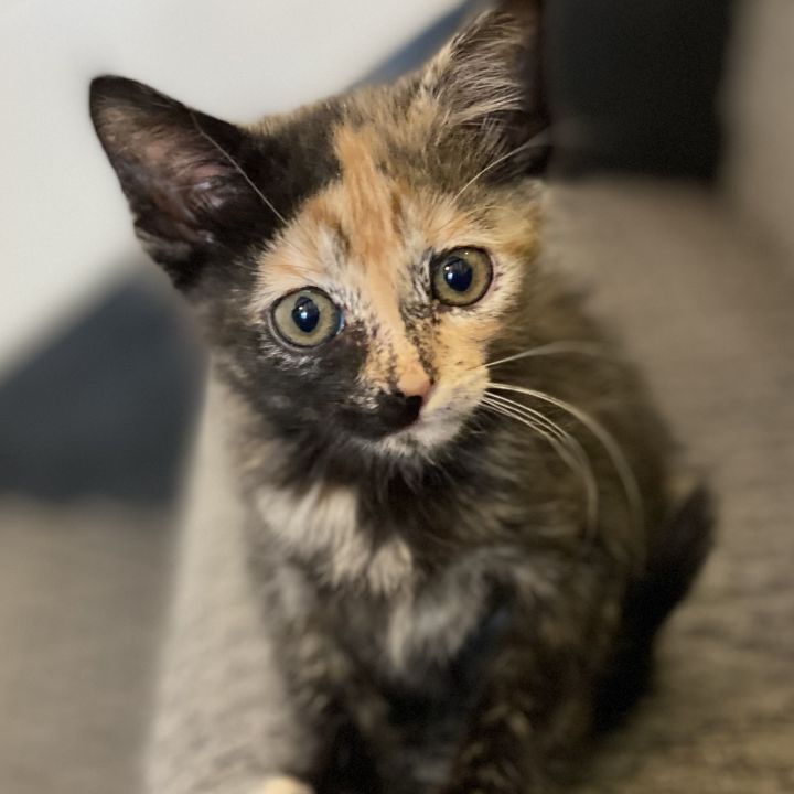 Jada Dentry, an adopted Domestic Short Hair & Tortoiseshell Mix in Denver, CO_image-1