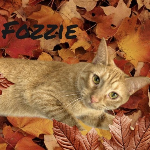 Fozzie detail page