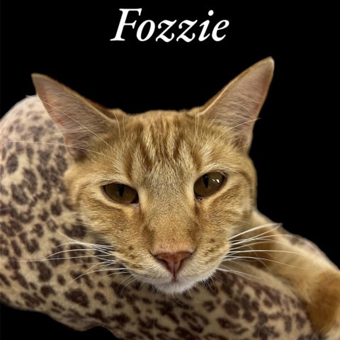 Fozzie, an adoptable Domestic Short Hair in Carroll, IA, 51401 | Photo Image 1