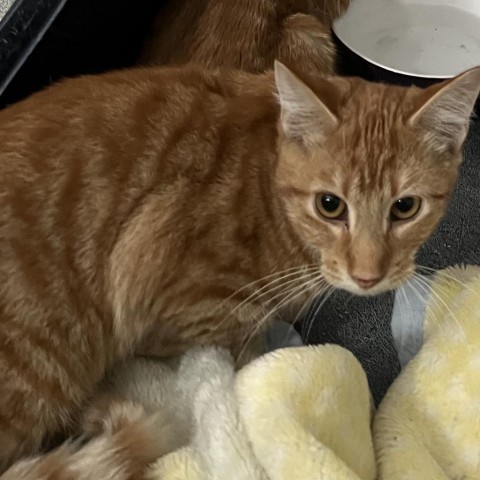 Fozzie, an adoptable Domestic Short Hair in Carroll, IA, 51401 | Photo Image 2