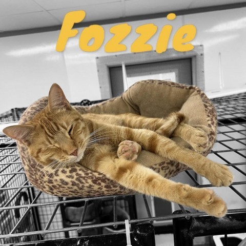 Fozzie, an adoptable Domestic Short Hair in Carroll, IA, 51401 | Photo Image 2