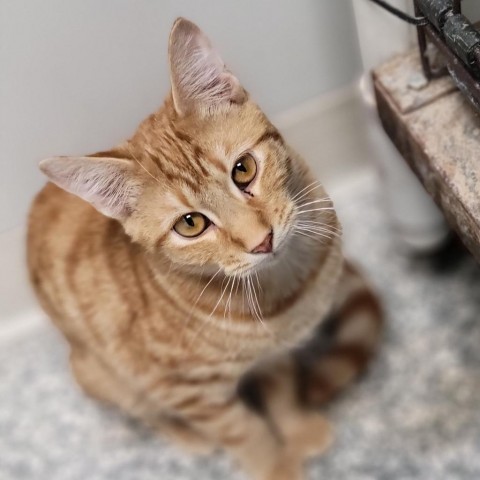 Fozzie, an adoptable Domestic Short Hair in Carroll, IA, 51401 | Photo Image 3