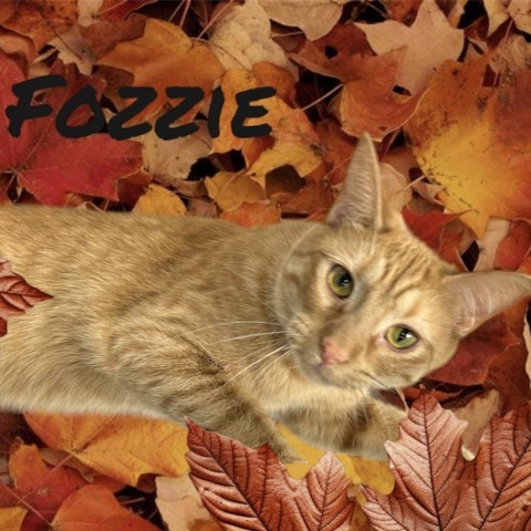 Fozzie, an adoptable Domestic Short Hair in Carroll, IA, 51401 | Photo Image 5