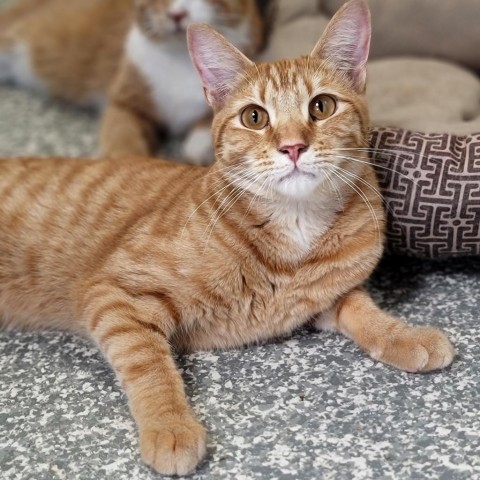 Fozzie, an adoptable Domestic Short Hair in Carroll, IA, 51401 | Photo Image 6