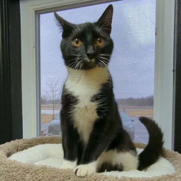 Mustachio , an adopted Domestic Short Hair in West Jefferson, OH_image-3