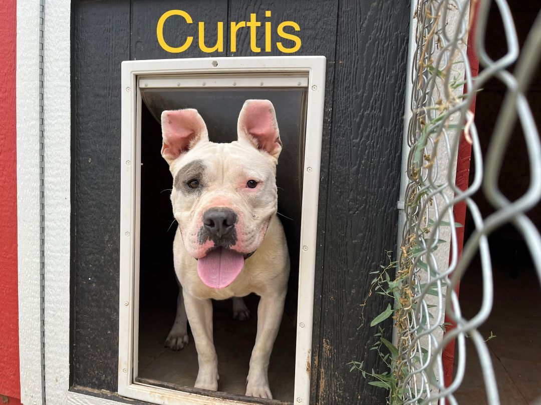 Curtis, an adoptable American Bully in Canyon, TX, 79015 | Photo Image 2
