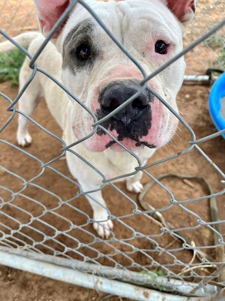 Curtis, an adoptable American Bully in Canyon, TX, 79015 | Photo Image 3