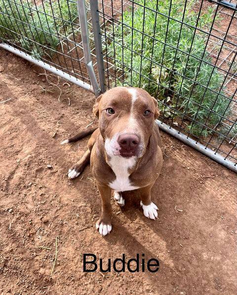 Buddie Boy , an adoptable American Staffordshire Terrier in Canyon, TX, 79015 | Photo Image 3