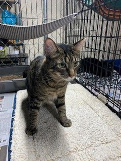Tabby-Cat