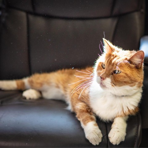 Prince Henry, an adoptable Manx, Domestic Short Hair in St. Helena, CA, 94574 | Photo Image 1