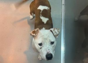 Dog for adoption - SHELLY, a Pit Bull Terrier in Norfolk, VA | Petfinder