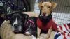 Ceasar & Pierce (Bonded Pair)