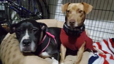 Ceasar & Pierce (Bonded Pair), an adoptable Pit Bull Terrier & Hound Mix in Wantagh, NY_image-2