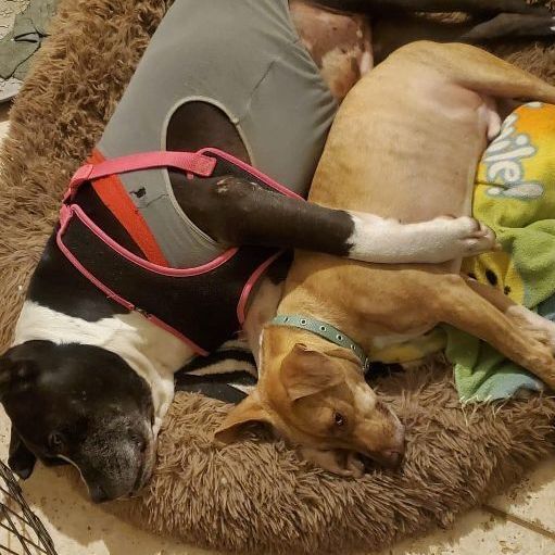 Ceasar & Pierce (Bonded Pair)