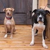 Ceasar & Pierce (Bonded Pair), an adoptable Pit Bull Terrier & Hound Mix in Wantagh, NY_image-3