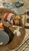 Ceasar & Pierce (Bonded Pair)