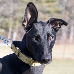 German shepherd hot sale greyhound cross