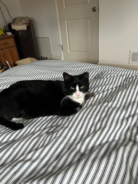 Tuxy 2