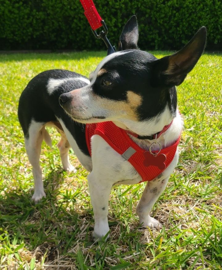 Chihuahua x clearance rat terrier