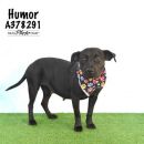 HUMOR's profile on Petfinder.com